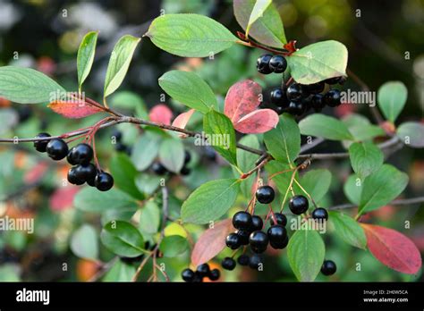 Autumna magicv black chokeberry